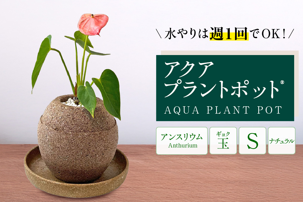アクアプラントポット®　玉Ｓ 植木鉢　アンスリウム（2087）