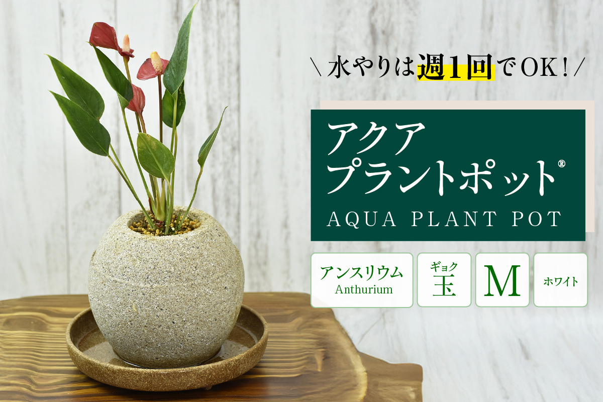アクアプラントポット®　玉Ｍ（ホワイト） 植木鉢　アンスリウム（2090）