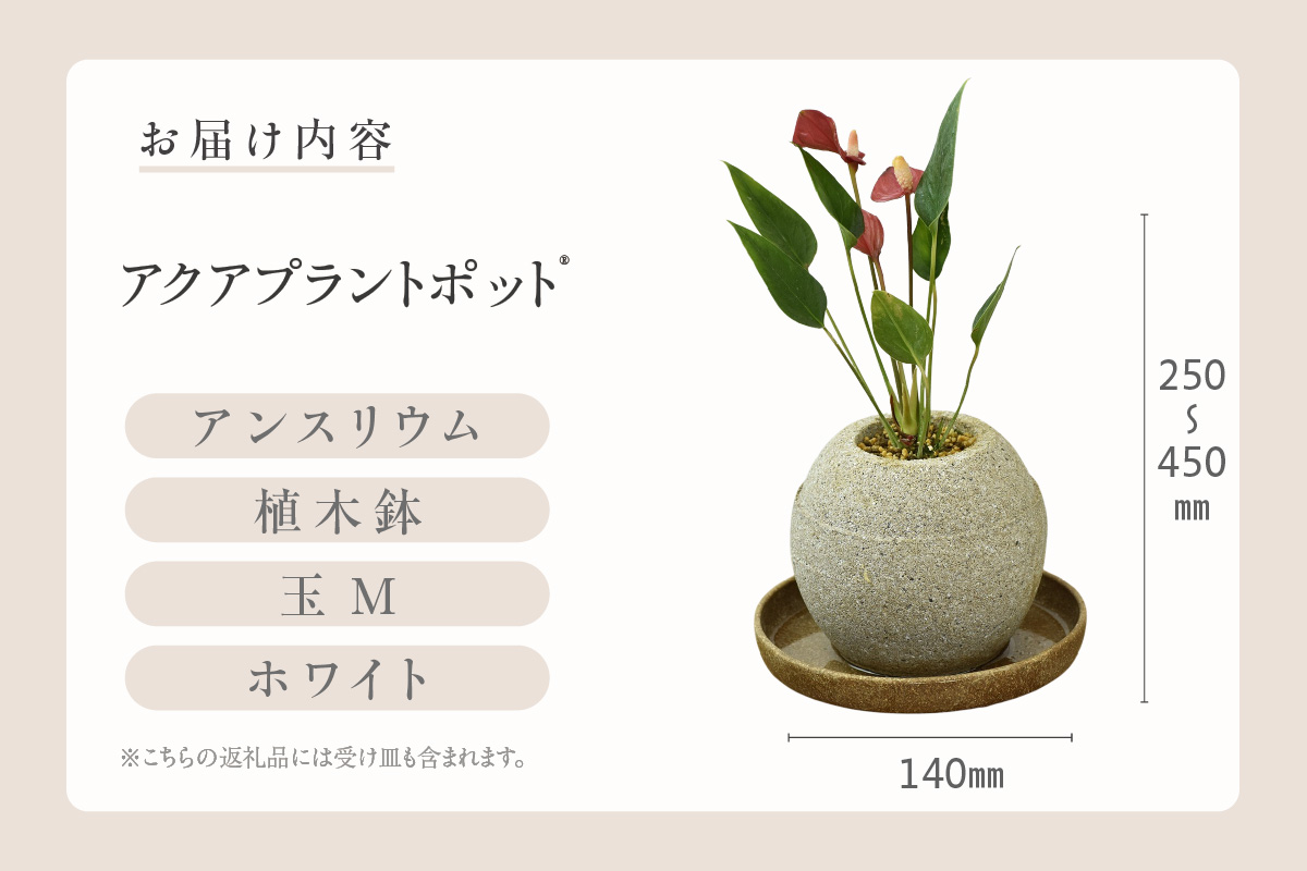 アクアプラントポット®　玉Ｍ（ホワイト） 植木鉢　アンスリウム（2090）