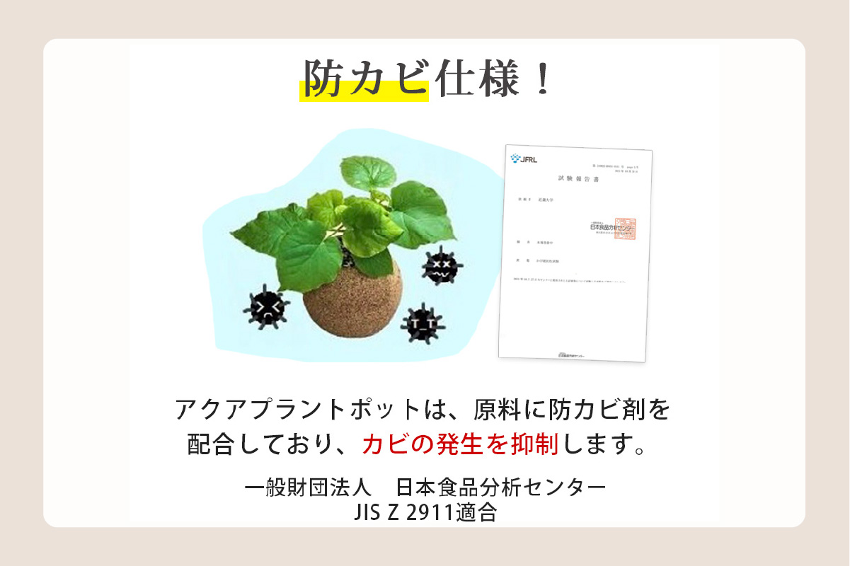 アクアプラントポット®　玉Ｓ 植木鉢コーヒーの木（2128）