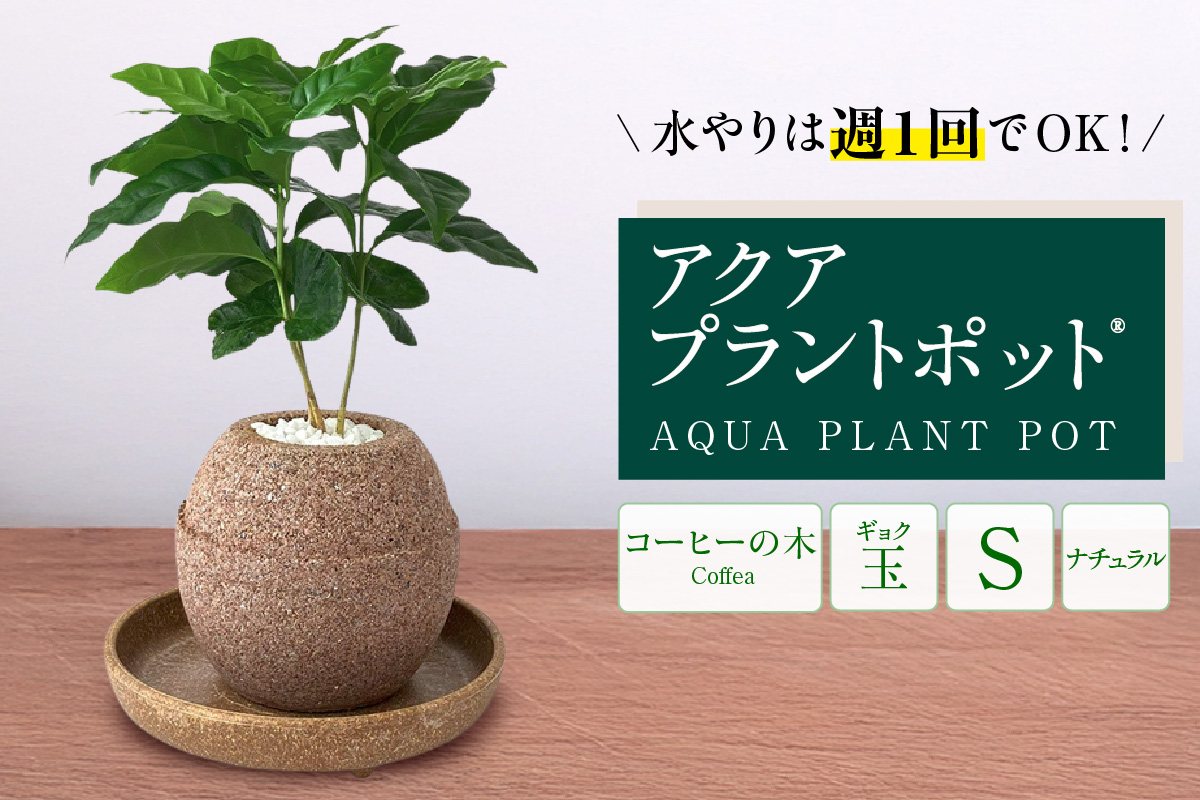 アクアプラントポット®　玉Ｓ 植木鉢コーヒーの木（2128）
