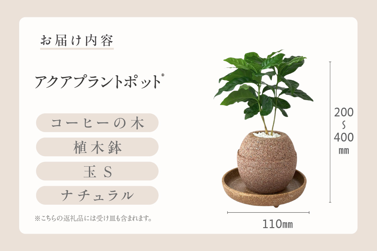 アクアプラントポット®　玉Ｓ 植木鉢コーヒーの木（2128）