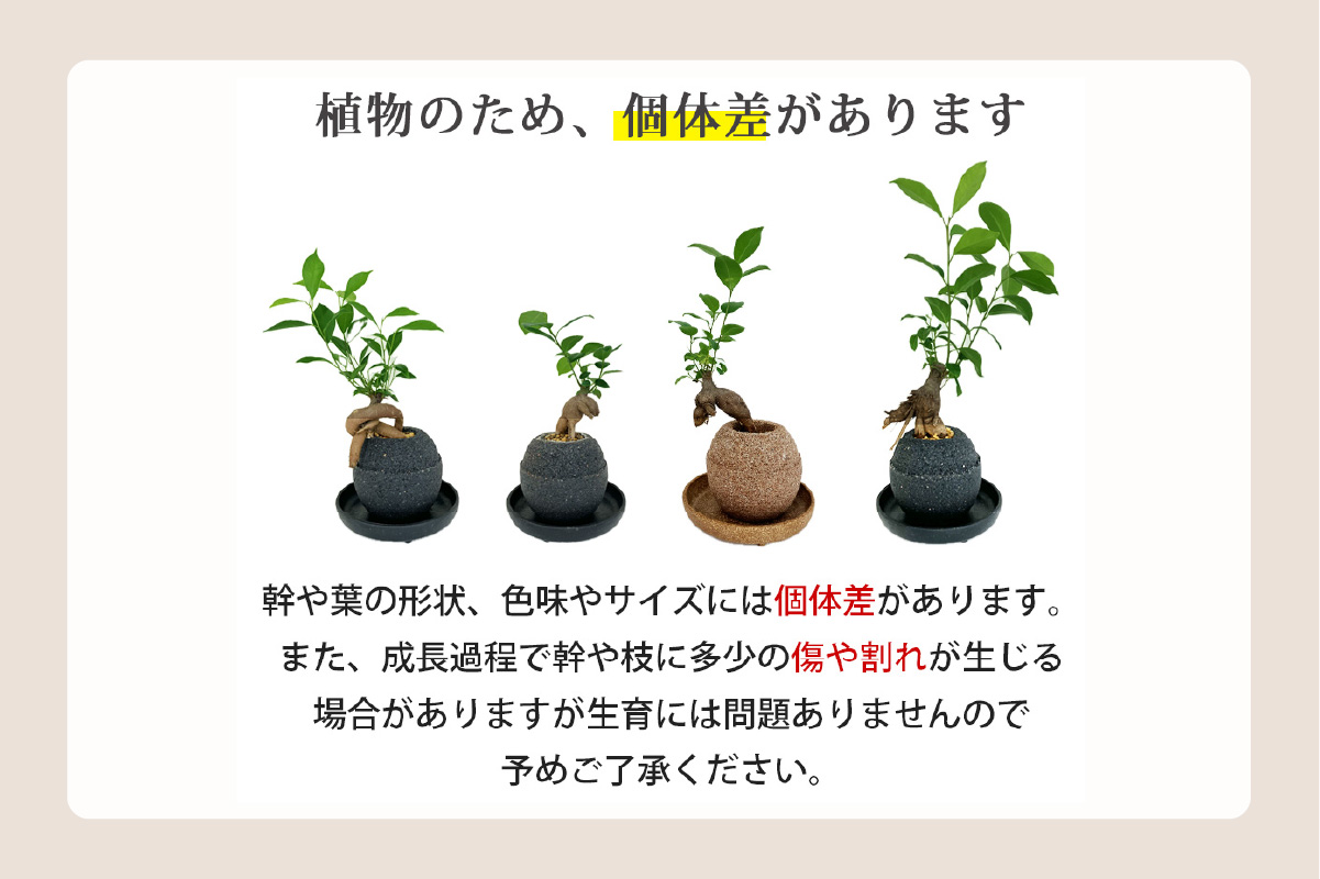 アクアプラントポット®　玉Ｓ（ブラック） 植木鉢　コーヒーの木（2089）