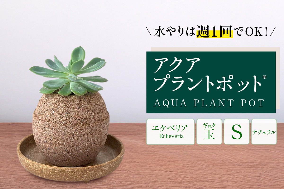 アクアプラントポット®　玉Ｓ 植木鉢エケベリア（2130）