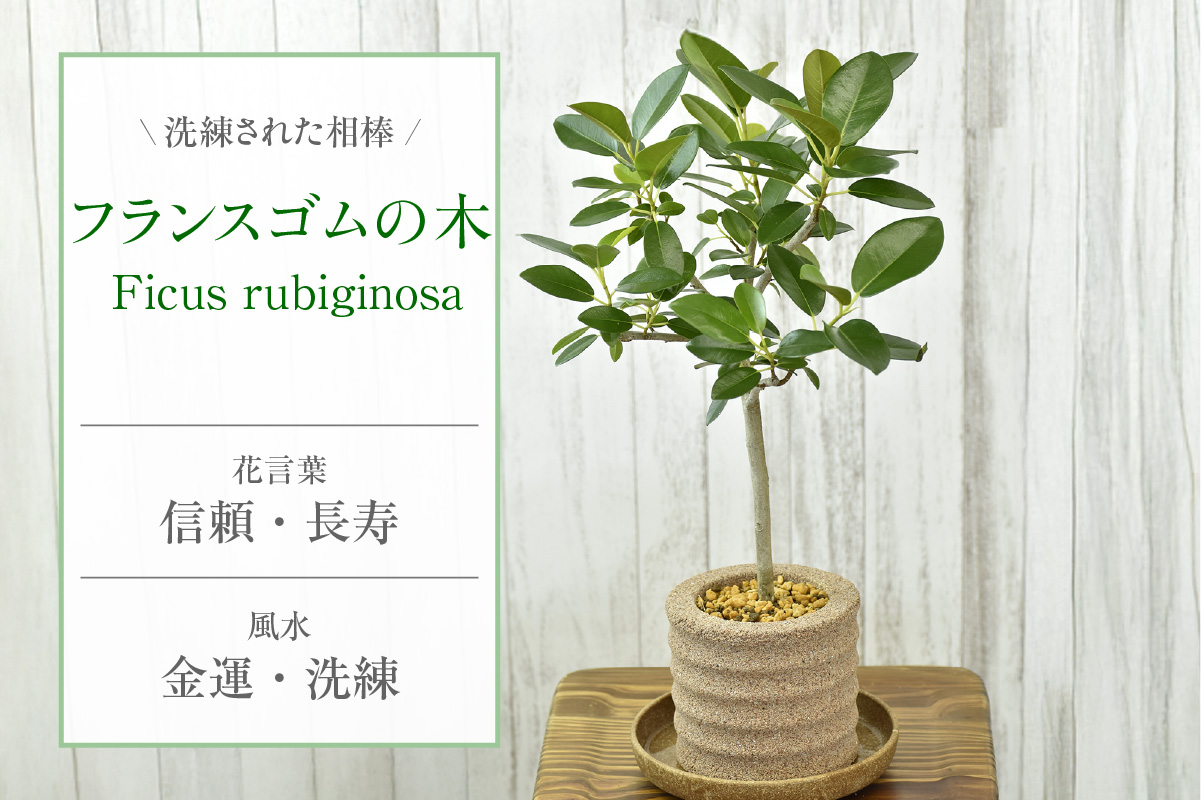 アクアプラントポット®　円Ｍ 植木鉢　フランスゴムの木（2101）