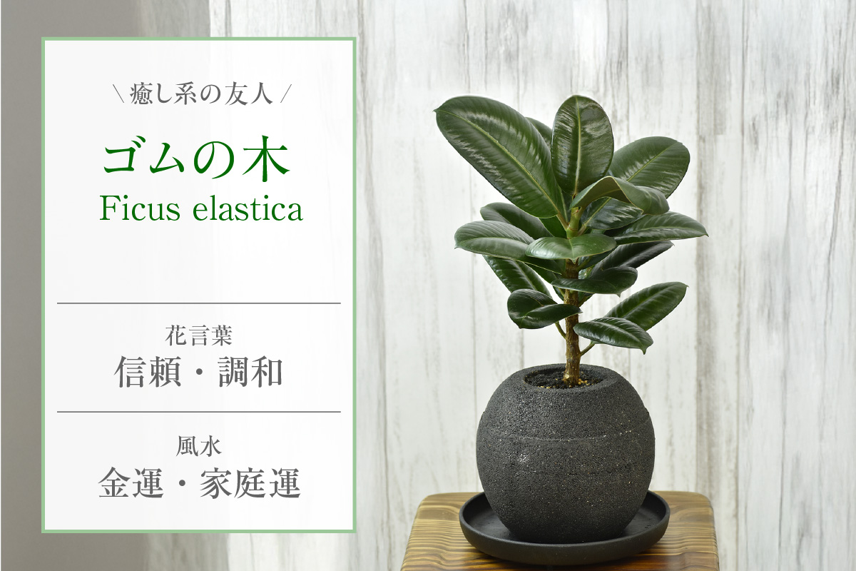 アクアプラントポット®　玉Ｌ（ブラック） 植木鉢　ゴムの木（2099）