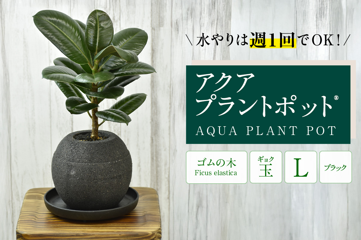 アクアプラントポット®　玉Ｌ（ブラック） 植木鉢　ゴムの木（2099）