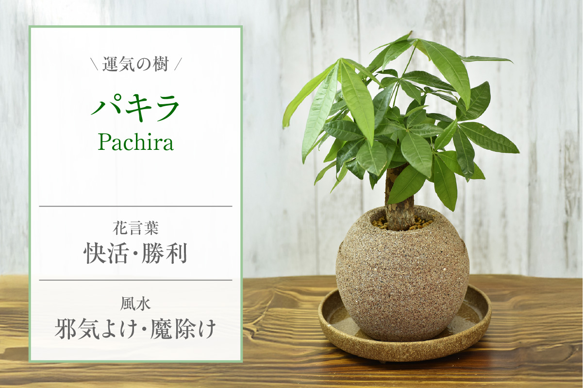 ã¢ã¯ã¢ãã©ã³ãããã®ãçïŒãã©ãã¯ïŒ æ€æšé¢ãããã©ïŒ2085ïŒ