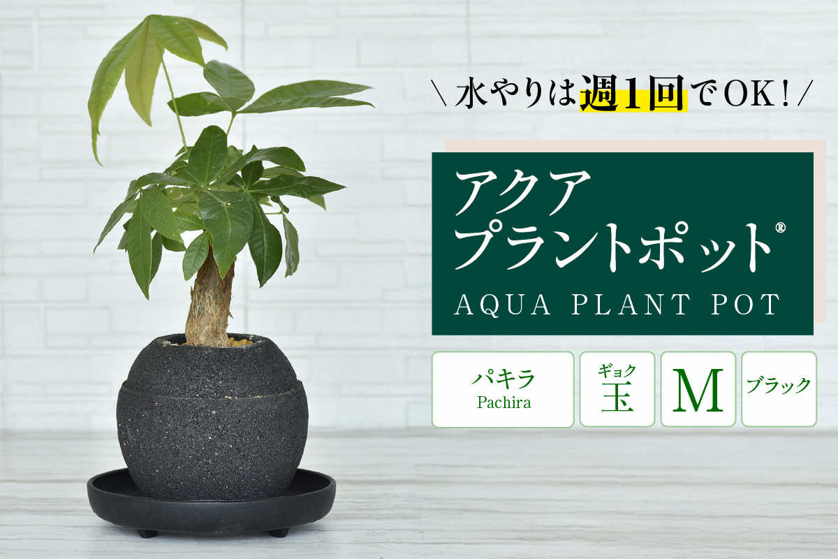 アクアプラントポット®　玉Ｍ（ブラック） 植木鉢　パキラ（2094）