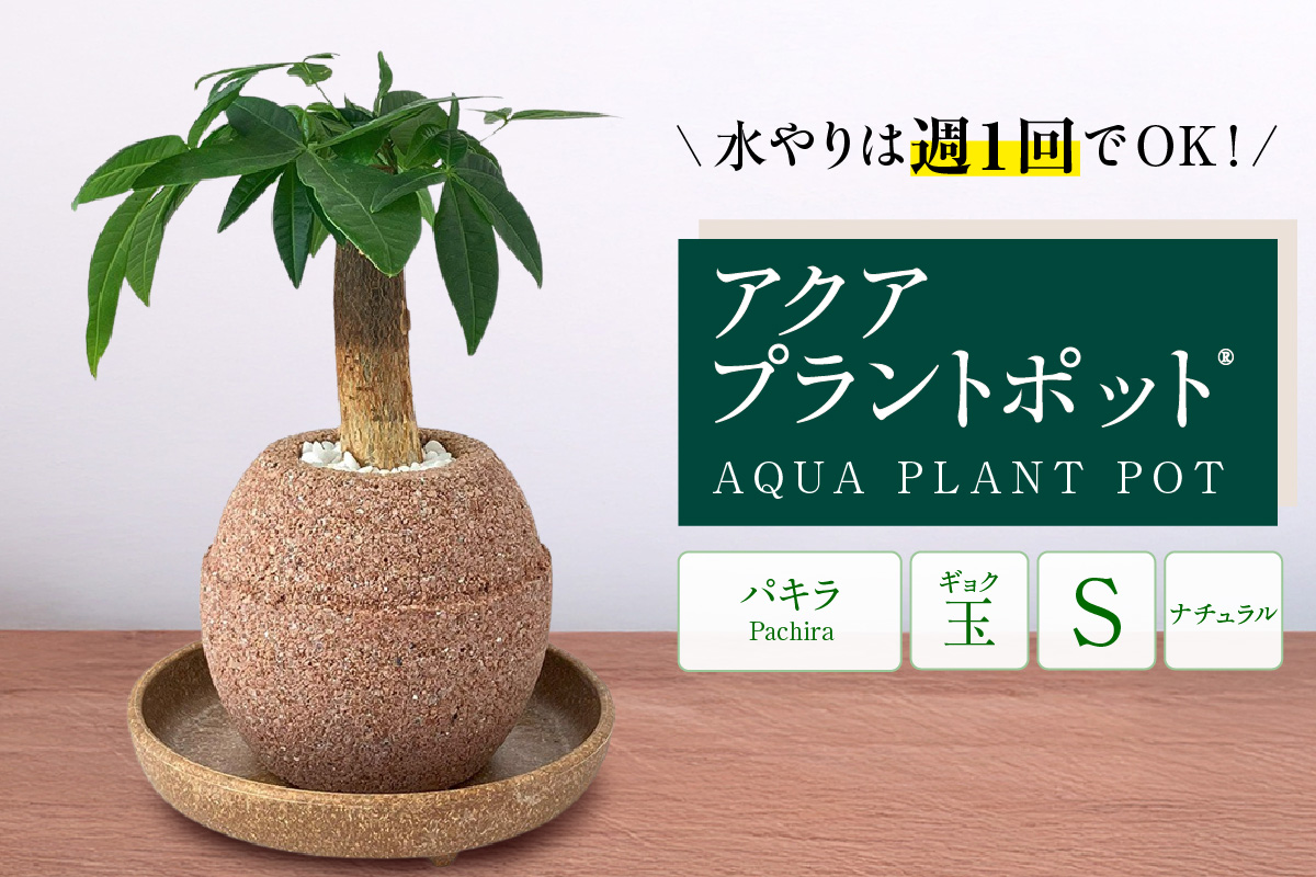 ã¢ã¯ã¢ãã©ã³ãããã®ãç æ€æšé¢ããã©ïŒ2127ïŒ