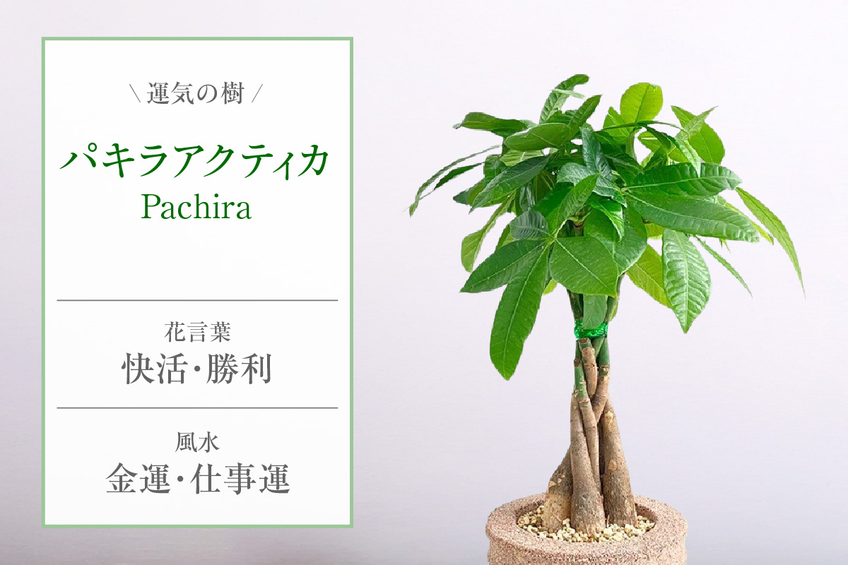 ã¢ã¯ã¢ãã©ã³ãããã®ãå æ€æšé¢ããã© ã¢ã¯ãã£ã«ïŒ2136ïŒ