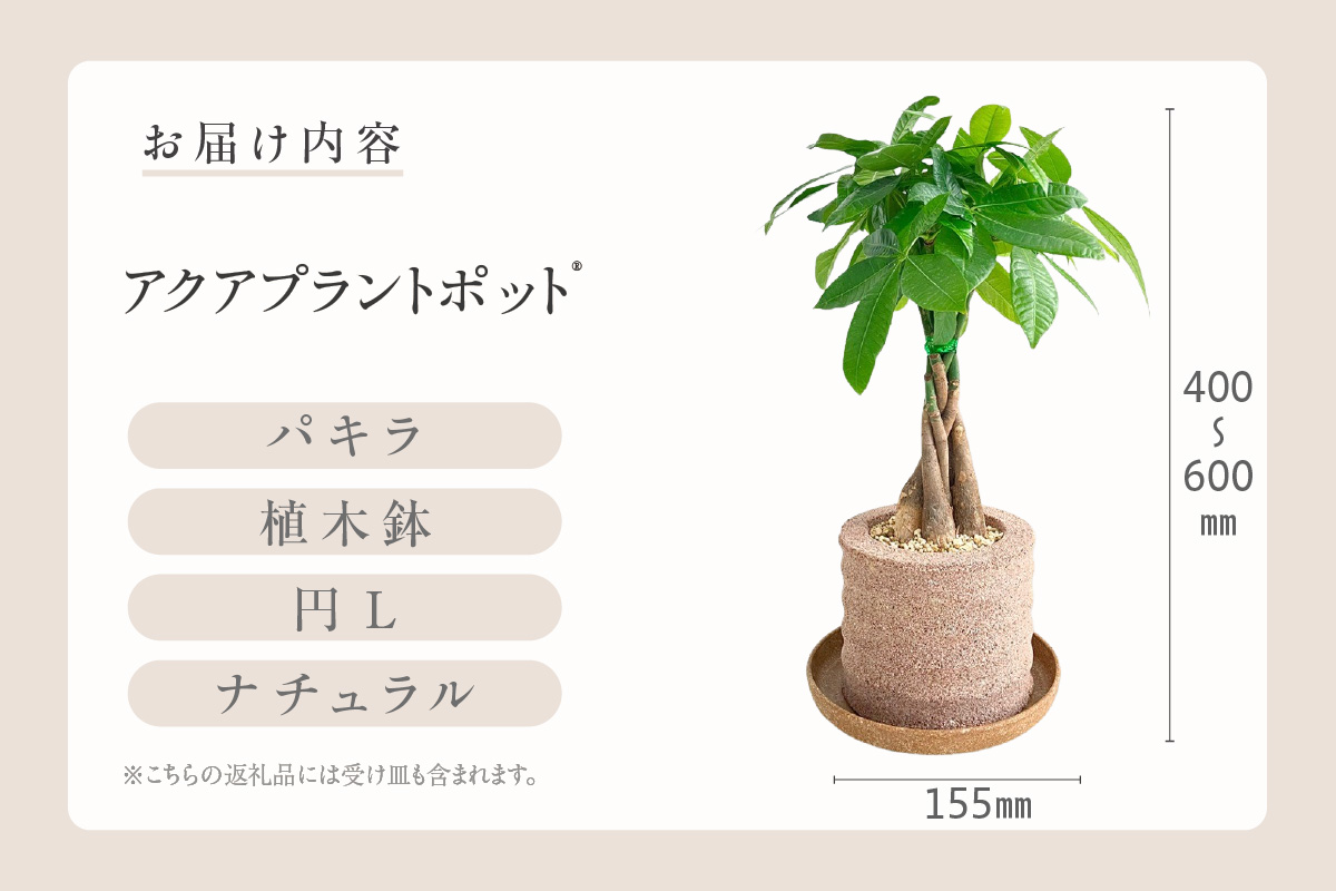 ã¢ã¯ã¢ãã©ã³ãããã®ãå æ€æšé¢ããã© ã¢ã¯ãã£ã«ïŒ2136ïŒ