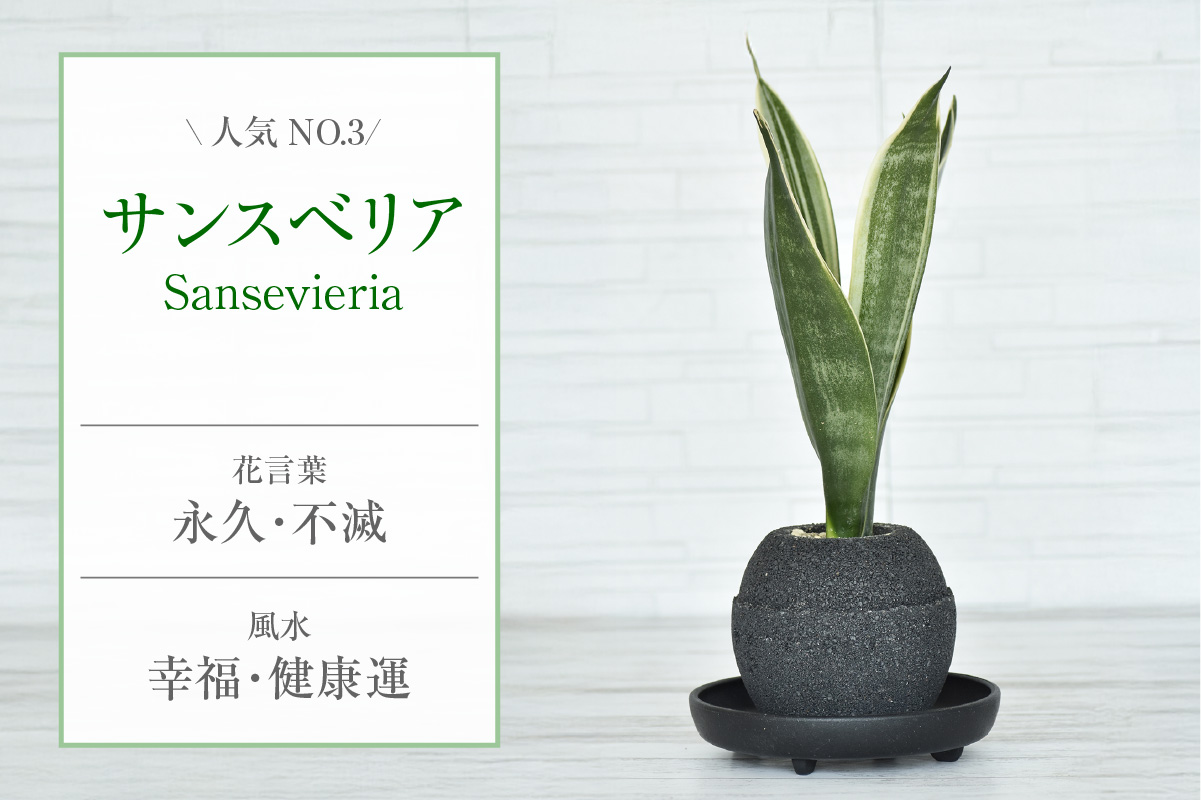 ã¢ã¯ã¢ãã©ã³ãããã®ãçïŒïŒãã©ãã¯ïŒ æ€æšé¢ããµã³ã¹ããªã¢ïŒ2093ïŒ