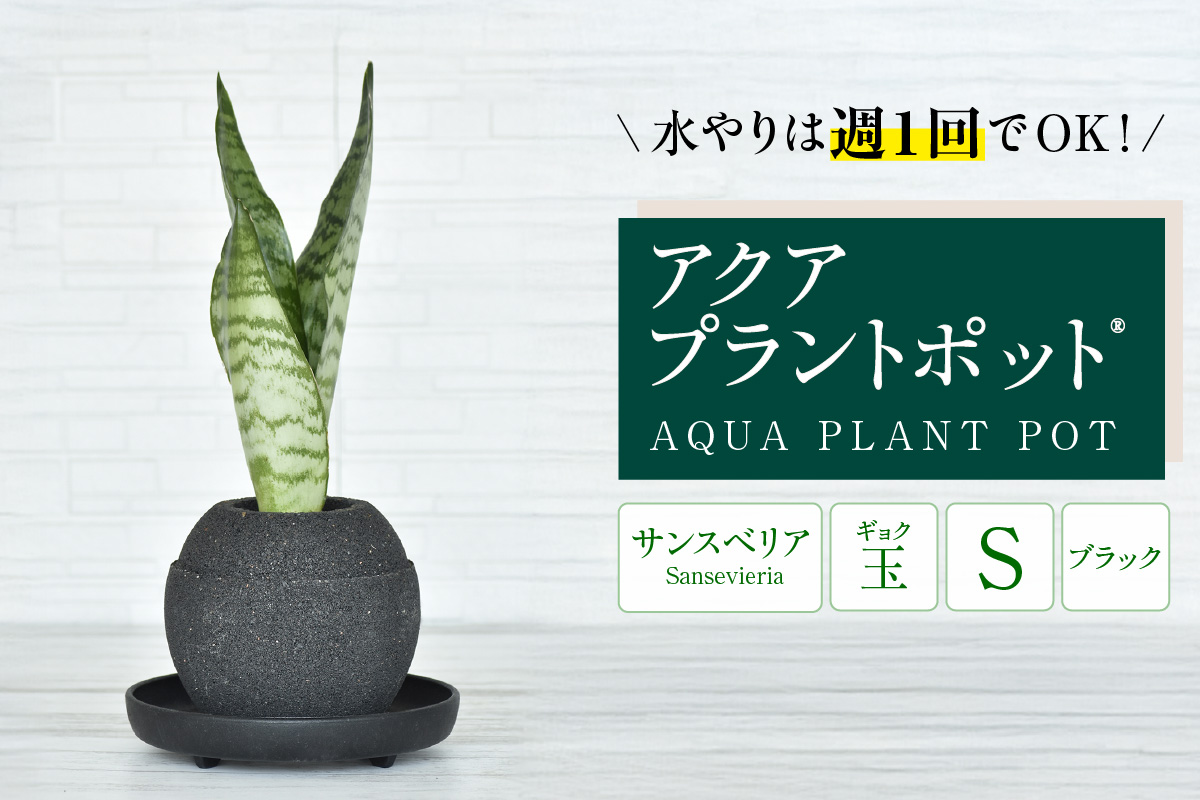 アクアプラントポット®　玉Ｓ（ブラック） 植木鉢　サンスベリア（2086）