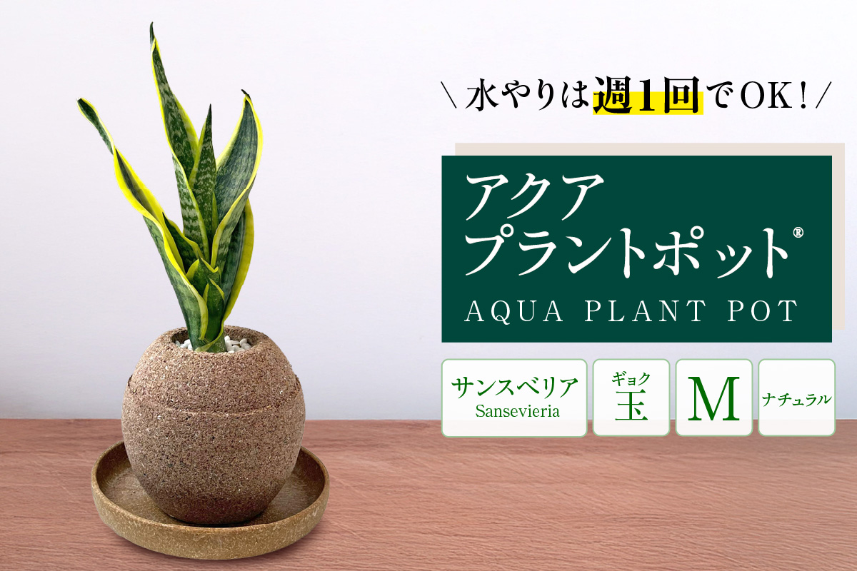 アクアプラントポット®　玉Ｍ 植木鉢サンスベリア（2134）