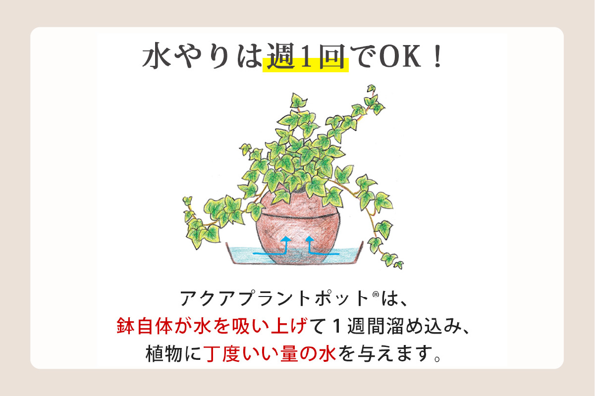 アクアプラントポット®　玉Ｍ 植木鉢テーブルヤシ（2133）