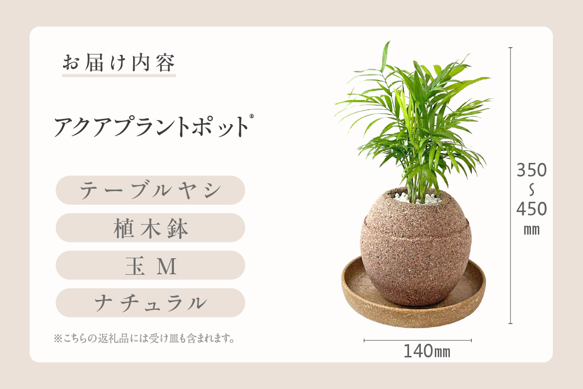 アクアプラントポット®　玉Ｍ 植木鉢テーブルヤシ（2133）