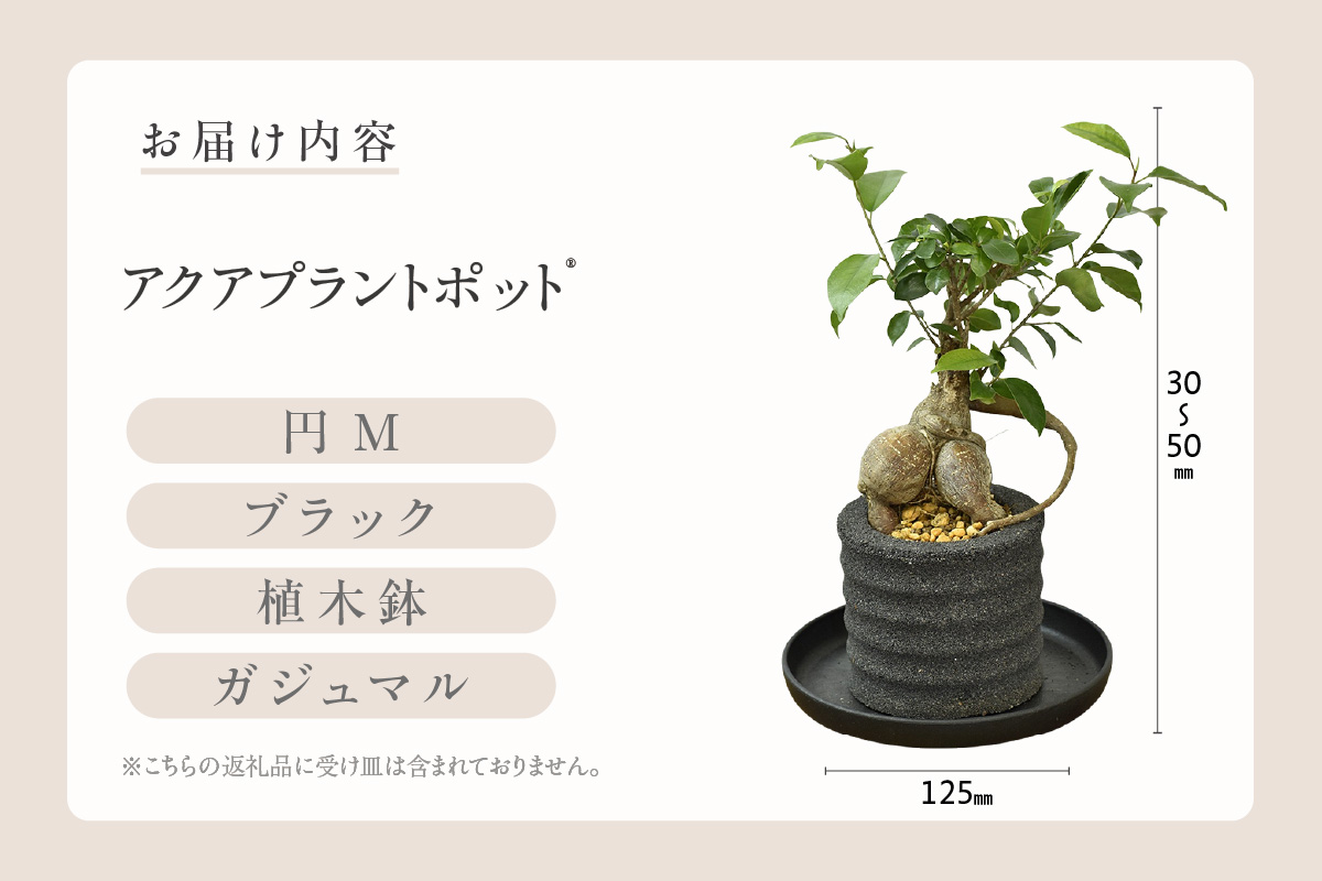 アクアプラントポット®　円Ｍ（ブラック） 植木鉢　ガジュマル（2100）