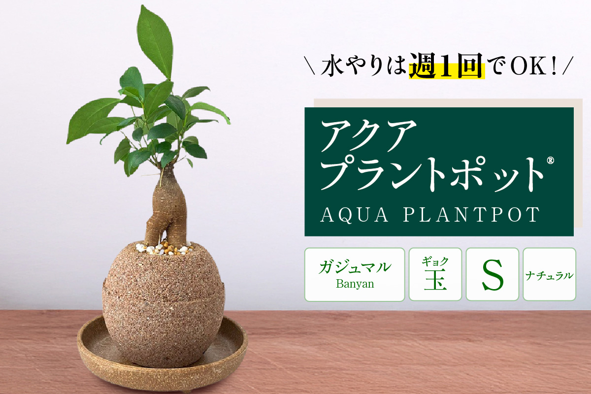 ã¢ã¯ã¢ãã©ã³ãããã®ãç æ€æšé¢ã¬ãžã¥ãã«ïŒ2126ïŒ