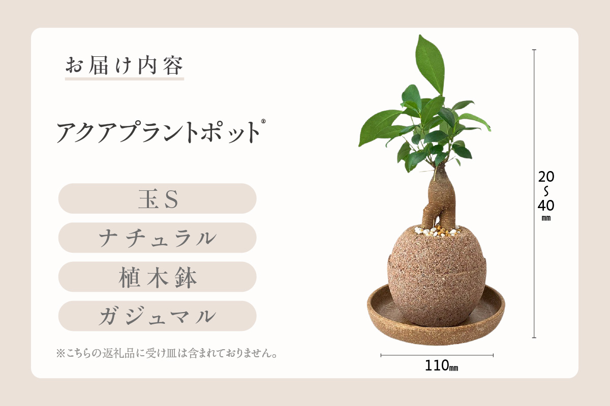 ã¢ã¯ã¢ãã©ã³ãããã®ãç æ€æšé¢ã¬ãžã¥ãã«ïŒ2126ïŒ