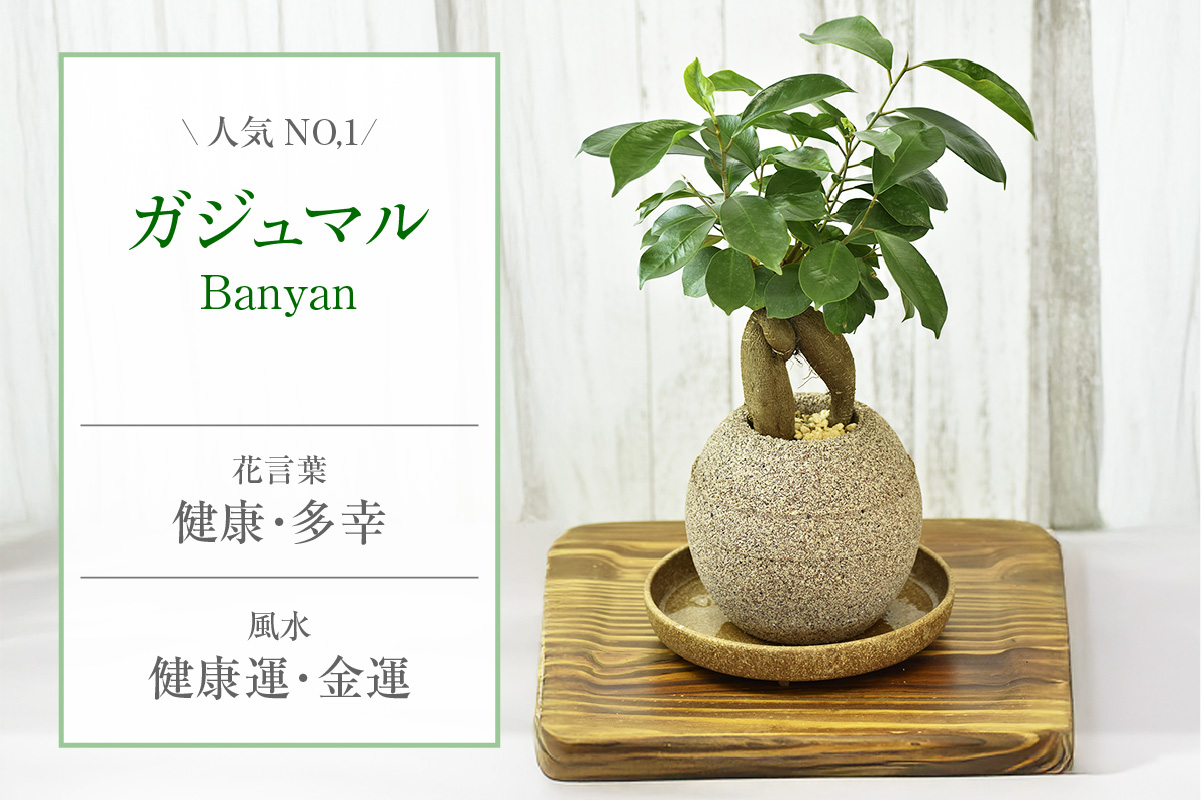 ã¢ã¯ã¢ãã©ã³ãããã®ãç æ€æšé¢ãã¬ãžã¥ãã«ïŒ2098ïŒ