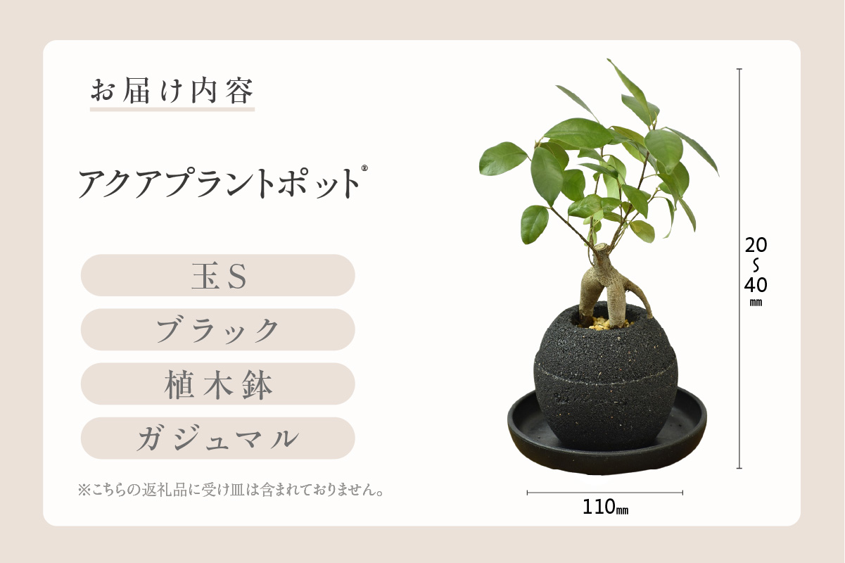 アクアプラントポット®　玉Ｓ（ブラック） 植木鉢　ガジュマル（2081）