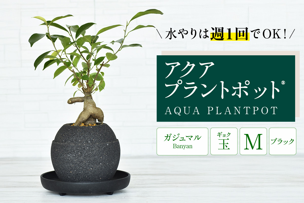 アクアプラントポット®　玉Ｍ（ブラック） 植木鉢　ガジュマル（2092）