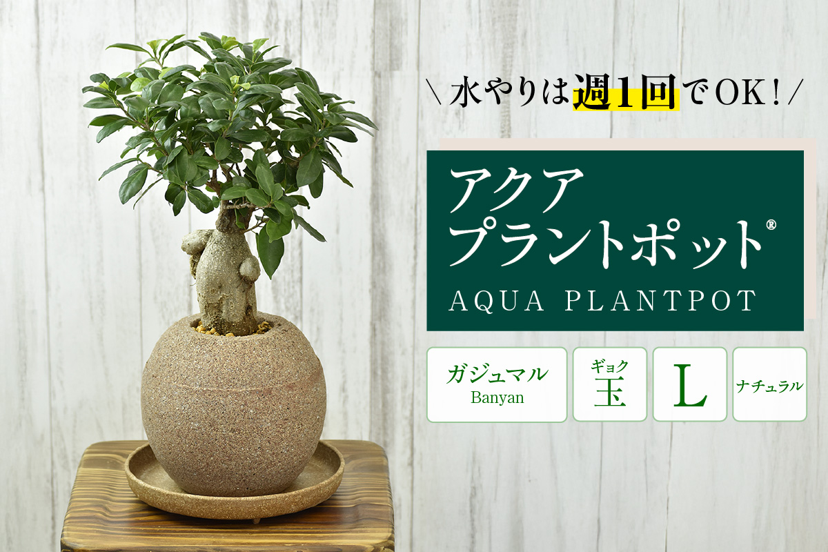 アクアプラントポット®　玉Ｌ 植木鉢　ガジュマル（2098）