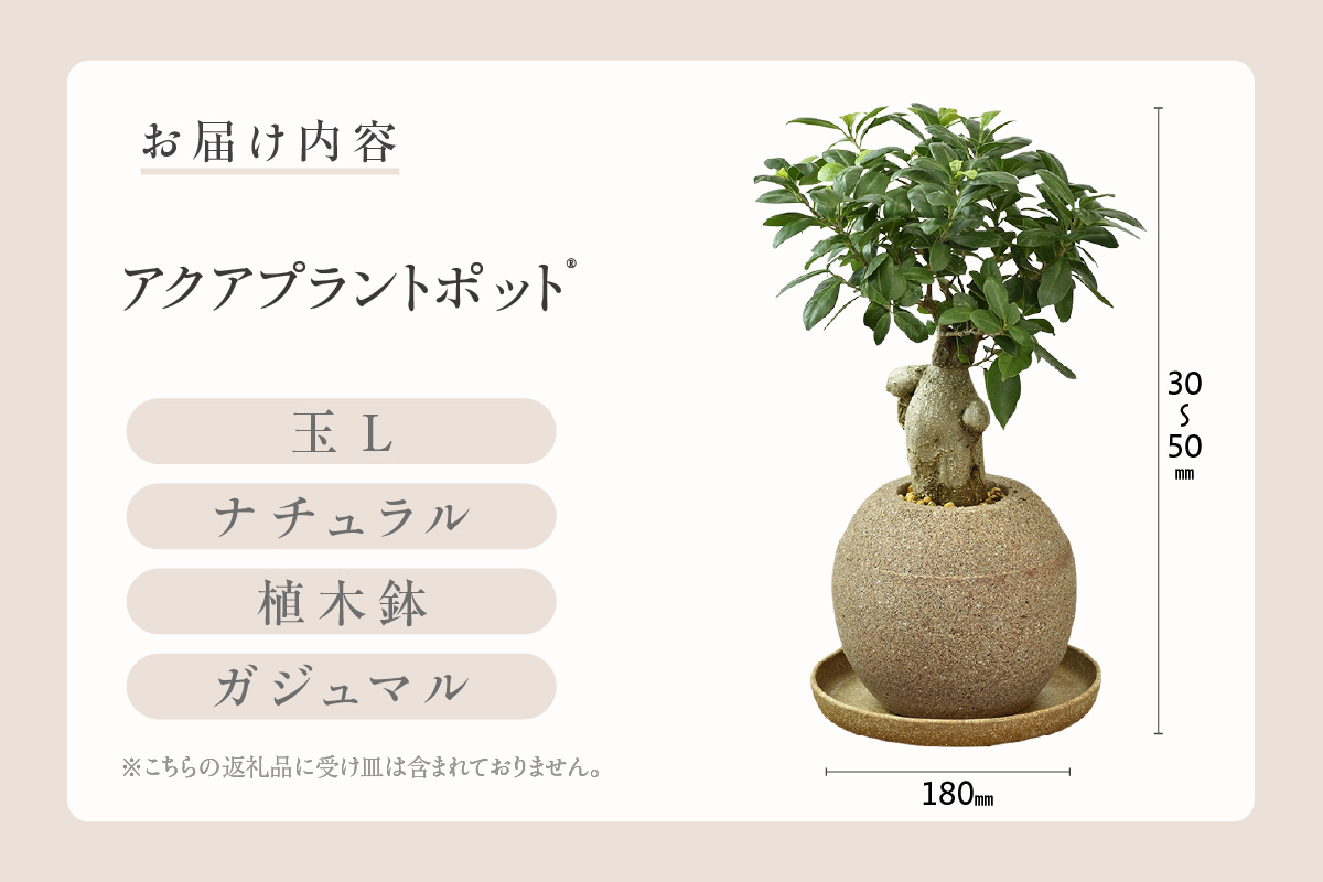 ã¢ã¯ã¢ãã©ã³ãããã®ãç æ€æšé¢ãã¬ãžã¥ãã«ïŒ2098ïŒ