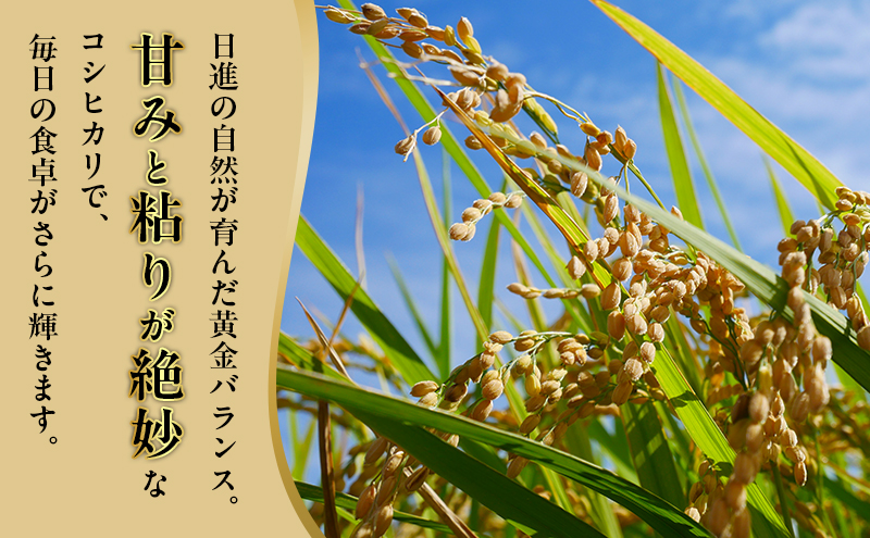 先行予約 令和8年度産 コシヒカリ さかたのお米 日進市産 10kg お米 白米 ライス 精米 ご飯 おにぎり お弁当 和食 もっちり 粘り 強い 甘み 旨み