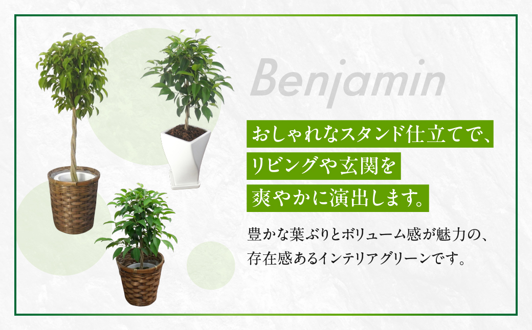 ベンジャミン 観葉植物 植物 6号鉢 人気 おしゃれ かわいい お手入れ 室内 大鉢 中型 インテリア リビング 玄関 寝室 キッチン オフィス プレゼント ギフト 新居 入居 インテリアグリーン グリーン 緑 植物