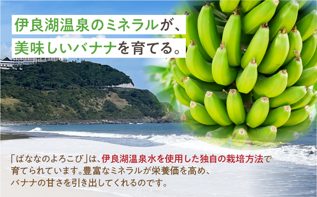 ≪先行予約≫【愛知県・田原産】≪先行予約≫ 愛知県・田原産 ブランドばなな『ばななのよろこび』1kg 
