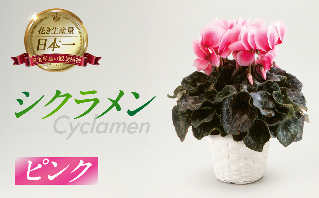 シクラメン ピンク 観葉植物 植物 5号鉢 人気 おしゃれ かわいい 初心者 枯れにくい 育てやすい お手入れ 室内 大鉢 中型 インテリア リビング 玄関 寝室 キッチン オフィス プレゼント ギフト 冬 クリスマス