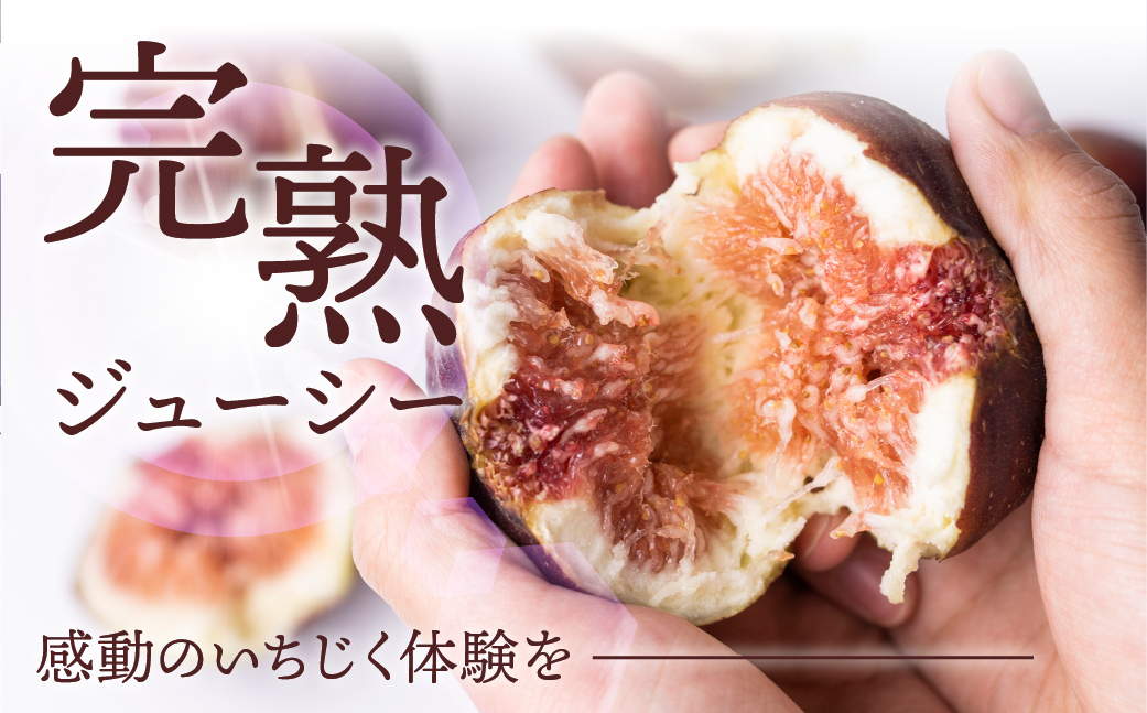 【先行予約2026年6月〜お届け】　完熟 いちじく［極］ 無花果 9-12玉 【専用箱でお届け】
