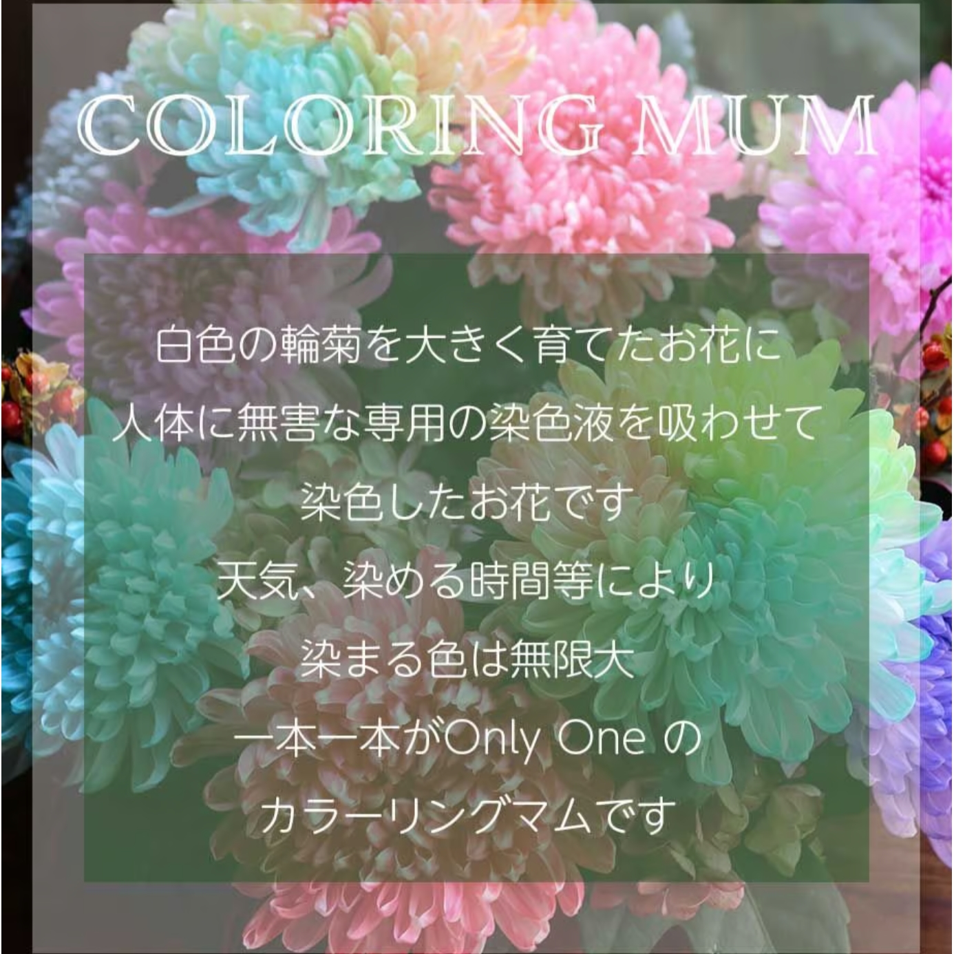 【虹色アレンジメント】カラーリングマム