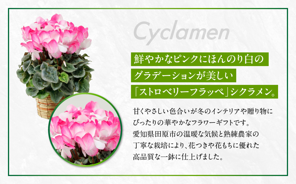 シクラメン ストロベリーフラッペ 観葉植物 植物 5号鉢 人気 おしゃれ かわいい 初心者 枯れにくい 育てやすい お手入れ 室内 大鉢 中型 インテリア リビング 玄関 寝室 キッチン オフィス プレゼント ギフト 冬 クリスマス