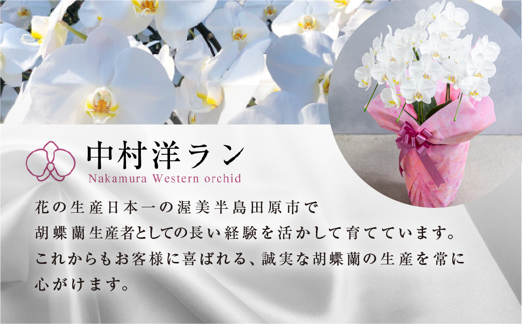 中村洋ラン  胡蝶蘭 大輪 3本立ち 白 ラッピング ／ お花 生花 室内装飾 愛知県 特産品 産地直送 田原市 渥美半島