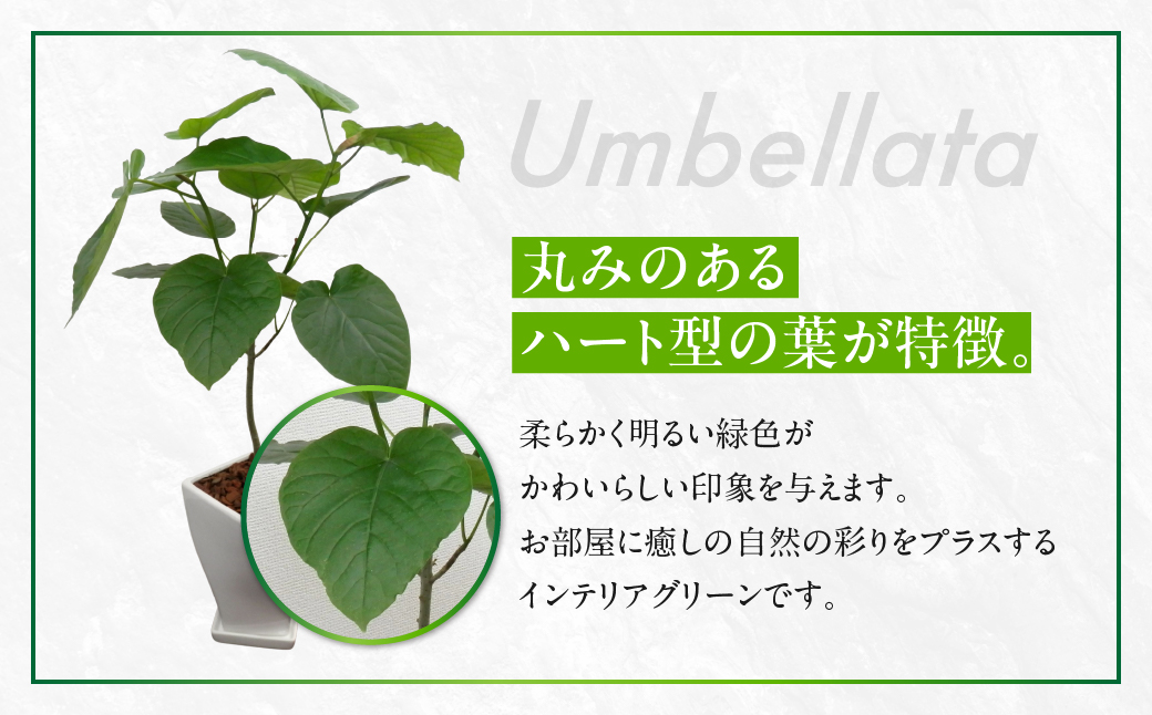 ウンベラータ 観葉植物 植物 5号鉢 人気 おしゃれ かわいい お手入れ 室内 大鉢 中型 インテリア リビング 玄関 寝室 キッチン オフィス プレゼント ギフト 新居 入居 インテリアグリーン グリーン 緑 植物