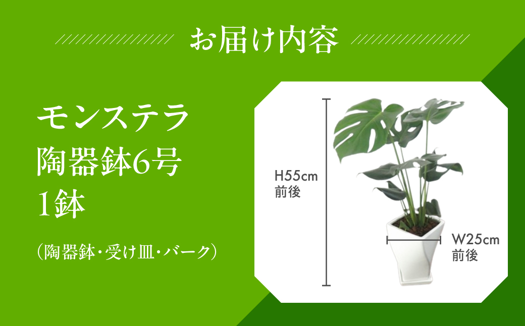 モンステラ 6号鉢 観葉植物 植物 6号鉢 人気 おしゃれ かわいい お手入れ 室内 大鉢 中型 インテリア リビング 玄関 寝室 キッチン オフィス プレゼント ギフト 新居 入居 インテリアグリーン グリーン 緑 植物