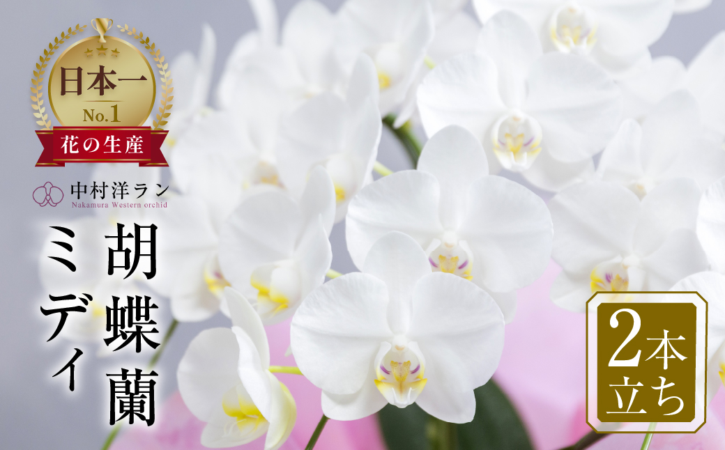 中村洋ラン 胡蝶蘭 ミディ 2本立ち 白 ／ 16輪〜20輪 お花 生花  アマビリス 田原市 渥美半島