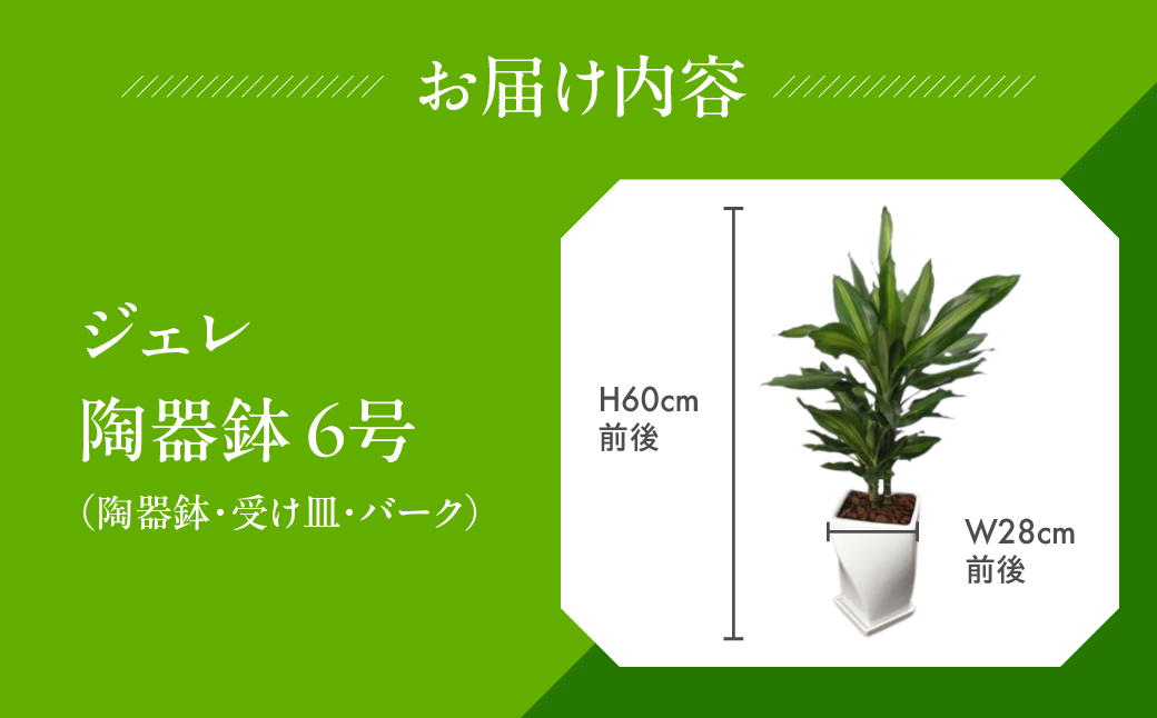 ジェレ 観葉植物 植物 6号鉢 ジェレ 人気 おしゃれ かわいい お手入れ 室内 大鉢 中型 インテリア リビング 玄関 寝室 キッチン オフィス プレゼント ギフト 新居 入居 インテリアグリーン グリーン 緑 植物