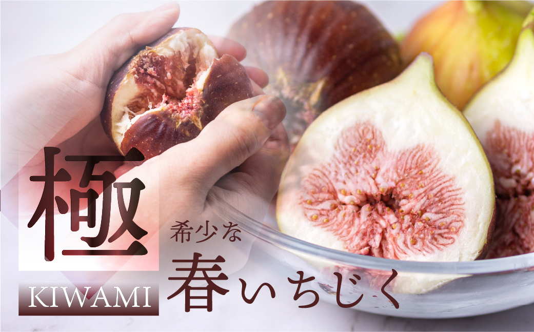 先行予約【4月〜5月お届け 春いちじく】  春の希少な いちじく 極 9-12玉 完熟 大玉  4月〜5月お届け フルーツ 【専用箱】入手困難 プレミアム 果物 春 秋 いちじく イチジク 無花果 フルーツ 果物 旬 希少 極