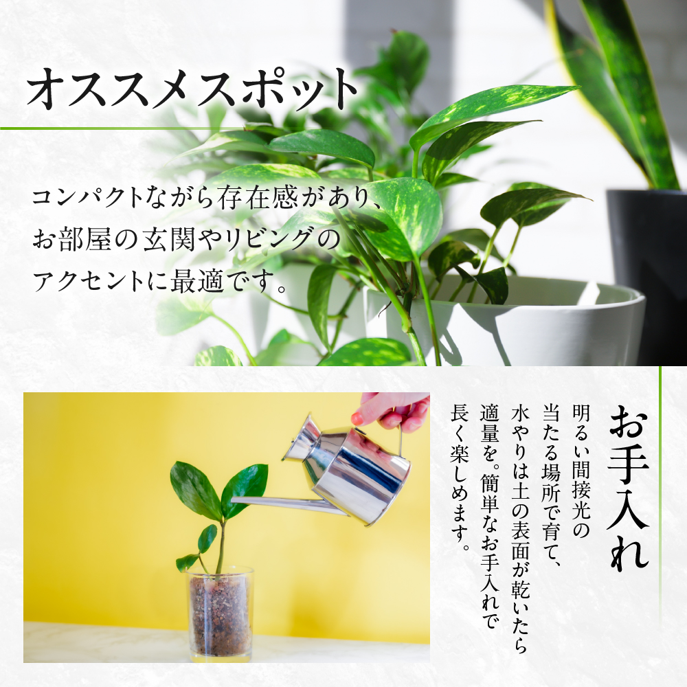ラッキーバンブータワー 観葉植物 植物 7号鉢 人気 バンブー 竹 おしゃれ かわいい お手入れ 室内 大鉢 中型 インテリア リビング 玄関 寝室 キッチン オフィス プレゼント ギフト 新居 入居 インテリアグリーン グリーン 緑 植物