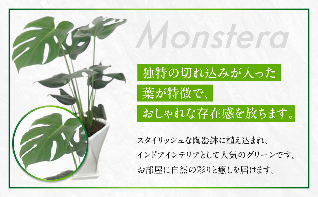 モンステラ 6号鉢 観葉植物 植物 6号鉢 人気 おしゃれ かわいい お手入れ 室内 大鉢 中型 インテリア リビング 玄関 寝室 キッチン オフィス プレゼント ギフト 新居 入居 インテリアグリーン グリーン 緑 植物