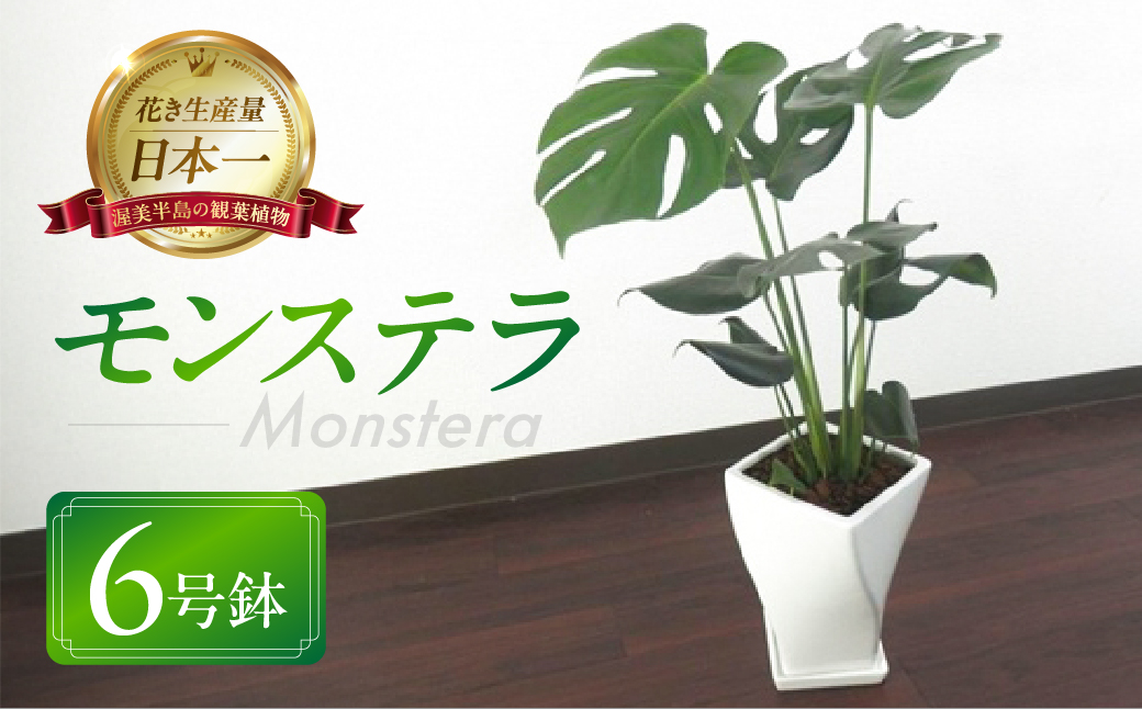 モンステラ 6号鉢 観葉植物 植物 6号鉢 人気 おしゃれ かわいい お手入れ 室内 大鉢 中型 インテリア リビング 玄関 寝室 キッチン オフィス プレゼント ギフト 新居 入居 インテリアグリーン グリーン 緑 植物