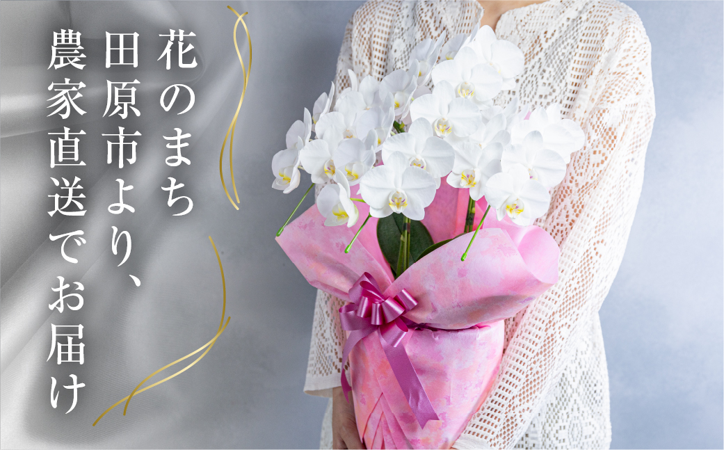中村洋ランの胡蝶蘭 ミディ 3本立ち ピンク ／ 25輪〜30輪 お花 生花 産地直送 田原市 渥美半島