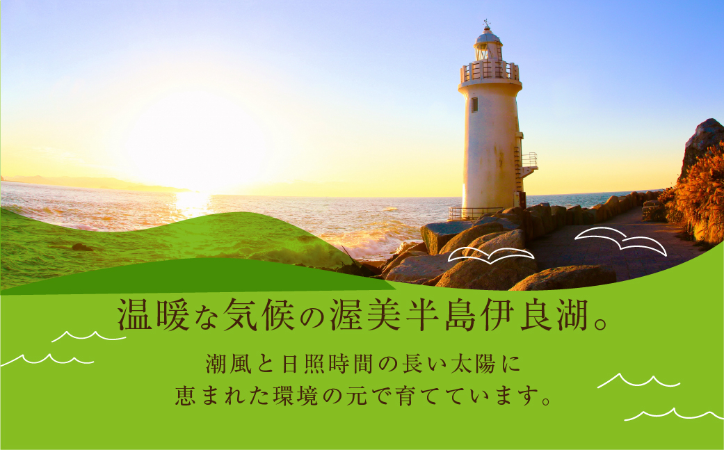 å
è¡äºçŽ æ°ééå® éèãœã ãªãšæšèŠæž¥çŸåå³¶äŒè¯æ¹æœ®é¢šè²ã¡ãã¹ã¯ã¡ãã³3ç倧çãµã€ãº(5.5ã6ãã)ã«ã©ãŒã®ããç®±å
¥ã ç°ååž äŒè¯æ¹ç£ ã®ãã ãã¬ãŒã³ã ãåãå¯ã 枥çŸåå³¶ 蟲家çŽé éæç¡æ 25,000å