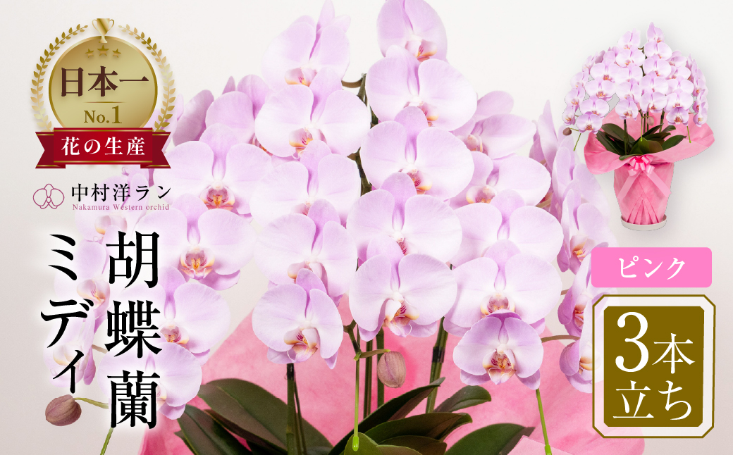 中村洋ランの胡蝶蘭 ミディ 3本立ち ピンク ／ 25輪〜30輪 お花 生花 産地直送 田原市 渥美半島