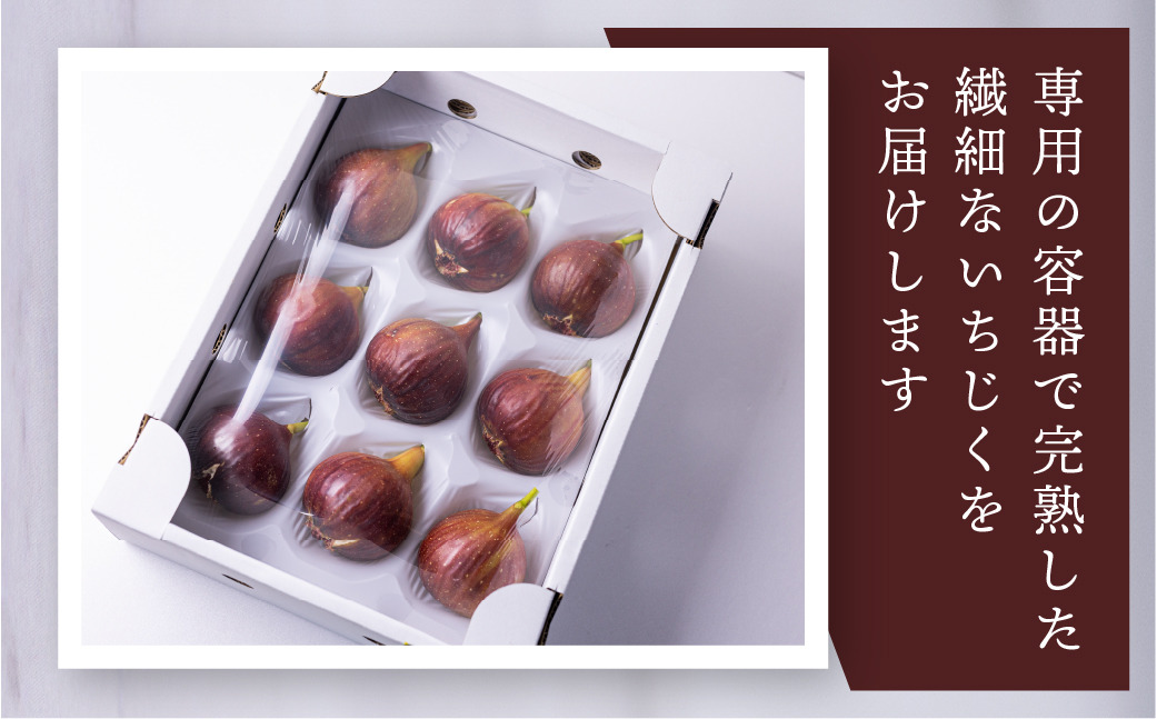 先行予約【4月〜5月お届け 春いちじく】  春の希少な いちじく 極 9-12玉 完熟 大玉  4月〜5月お届け フルーツ 【専用箱】入手困難 プレミアム 果物 春 秋 いちじく イチジク 無花果 フルーツ 果物 旬 希少 極 