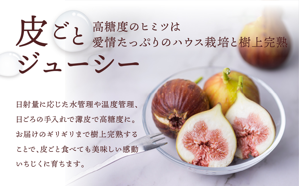【先行予約2026年6月〜お届け】　完熟 いちじく［極］ 無花果 9-12玉 【専用箱でお届け】